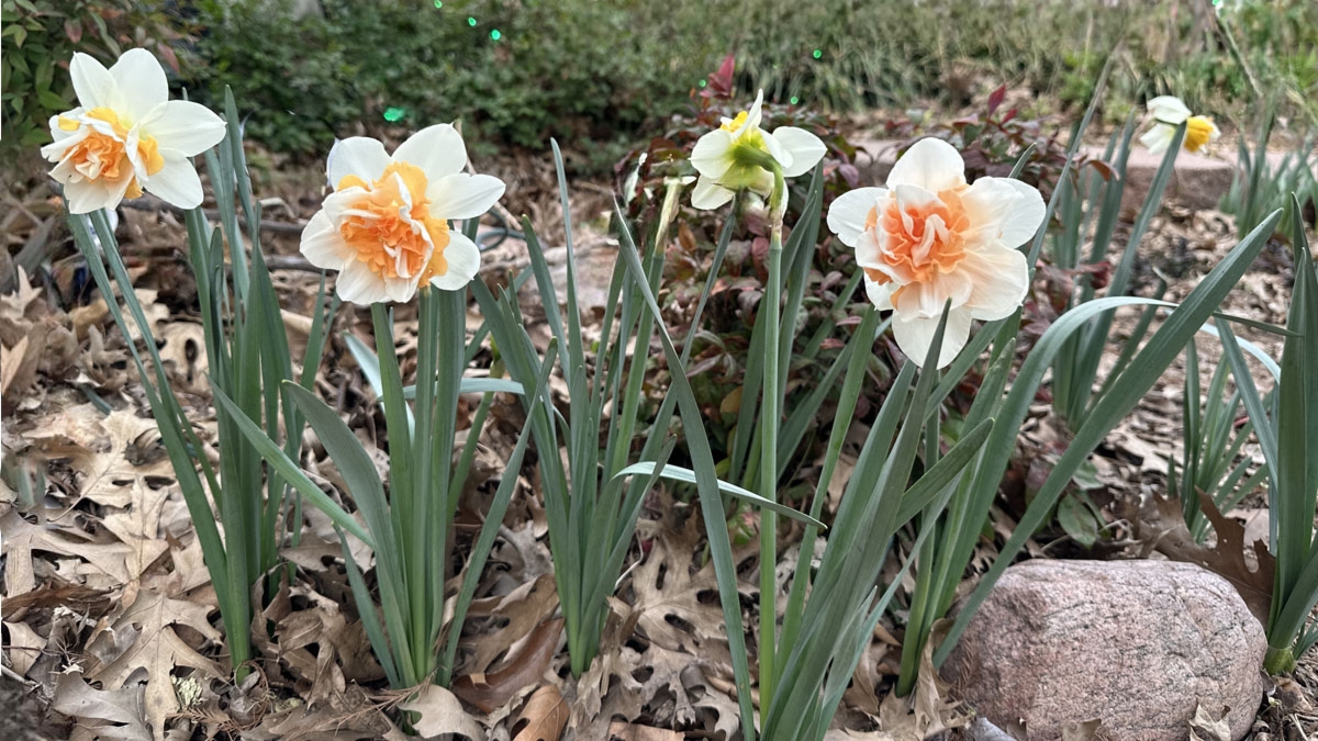 Replete Daffodils Blooming In Leaves