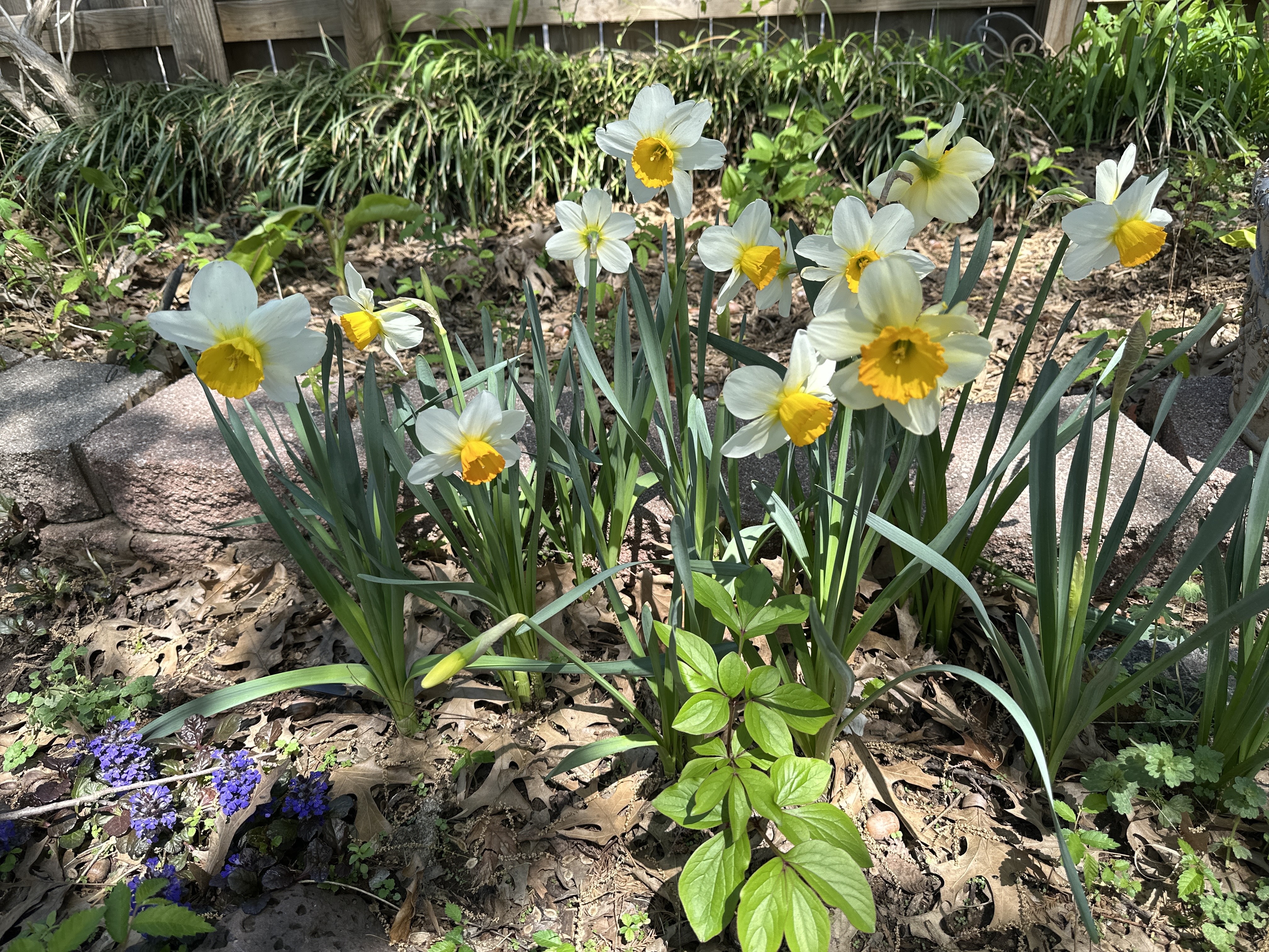 Sempre Avanti Daffodills Planted With Ajuga And Peony